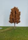 Pear tree late fall Profi
